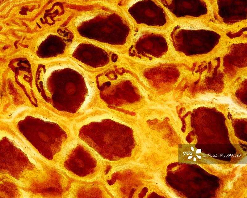 背根神经节显微照片图片素材