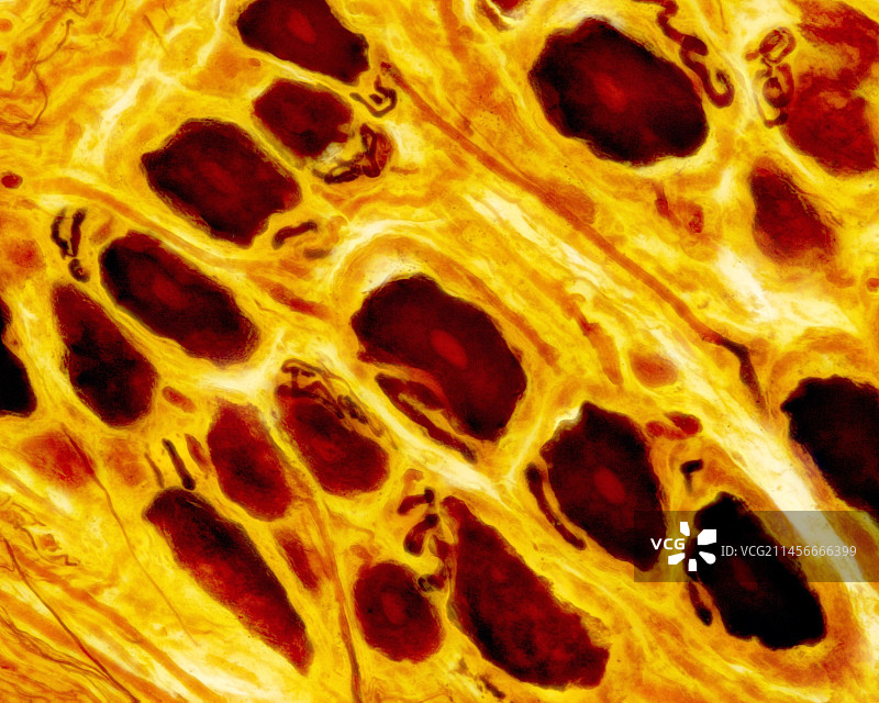 背根神经节显微照片图片素材