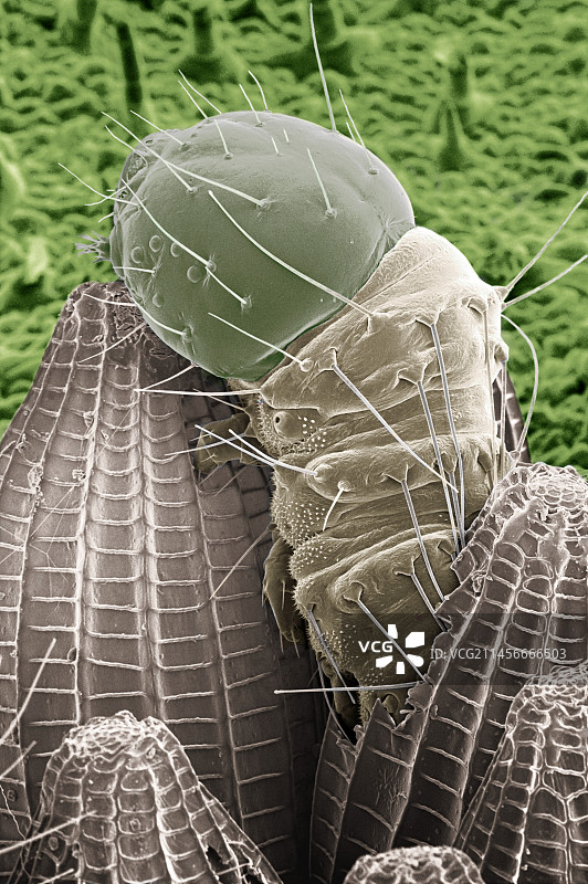 菜粉蝶的幼虫图片素材