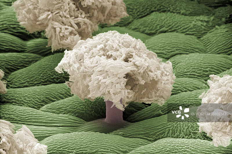 报春花粉腺图片素材