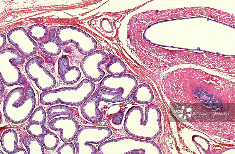 附睾切片，光镜图片素材