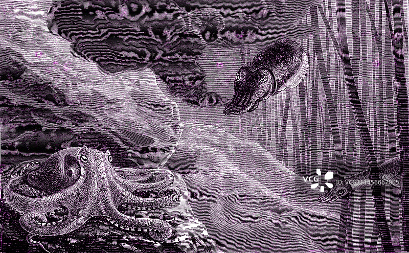 19世纪的章鱼和鱿鱼插画图片素材