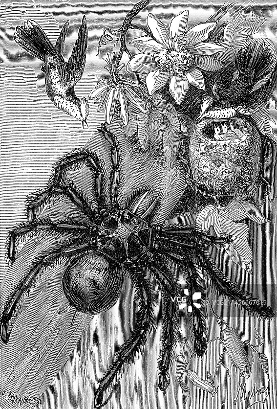 巨型狼蛛，19世纪插图图片素材