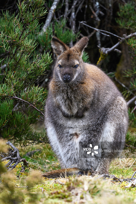 贝内特小袋鼠图片素材