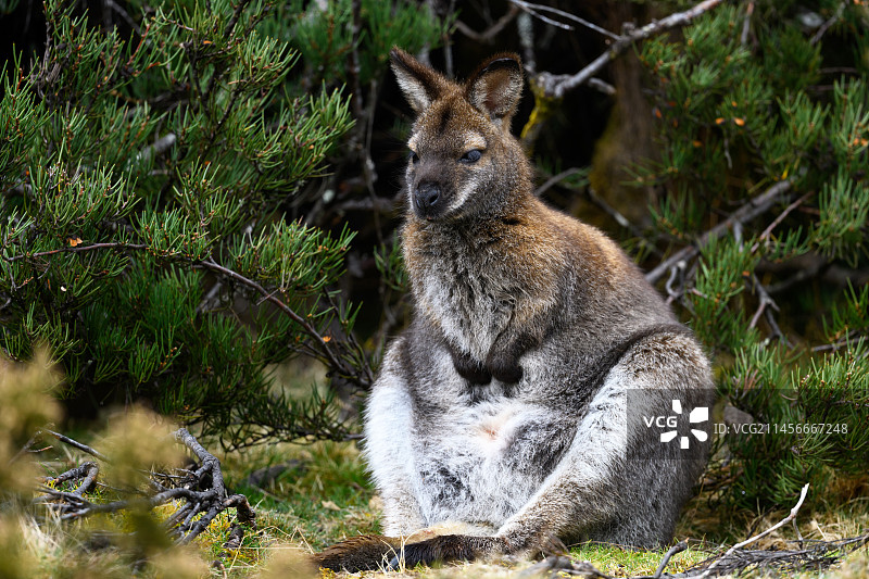 贝内特小袋鼠图片素材