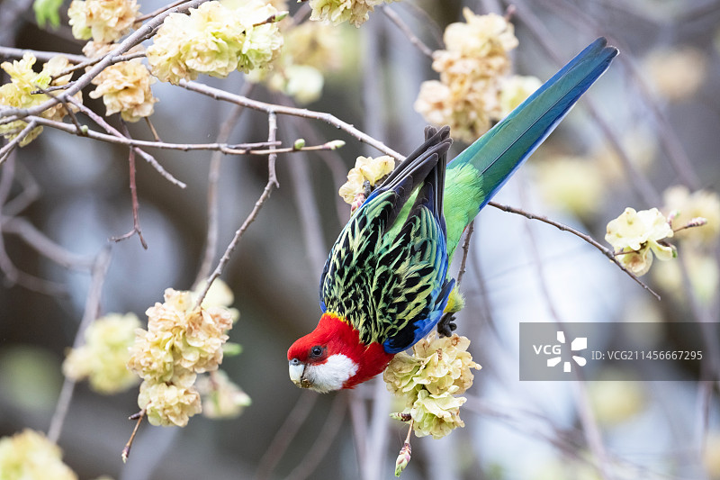 东部玫瑰鹦鹉图片素材