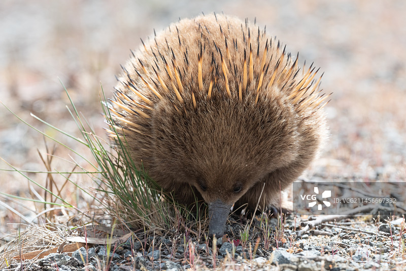 短吻针鼹图片素材