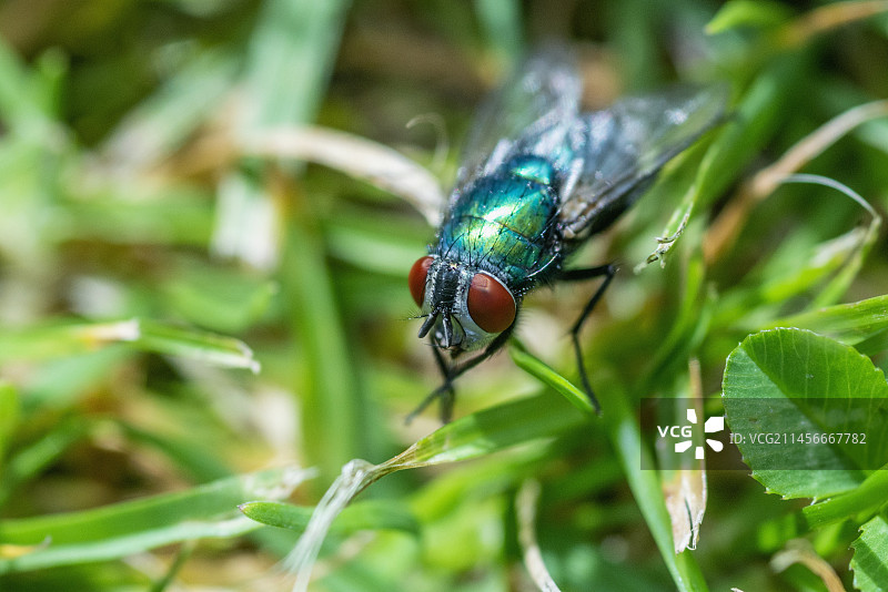 绿蝇图片素材