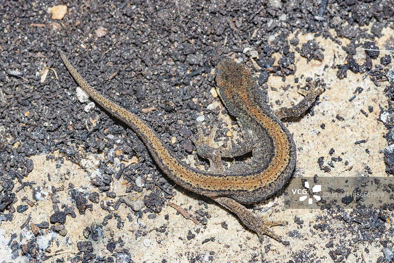 光滑的蝾螈图片素材