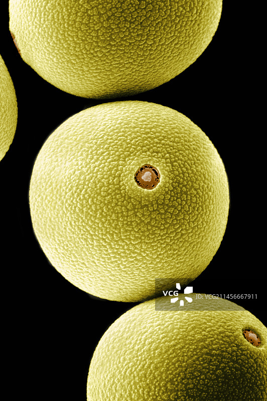 结缕草的花粉粒图片素材