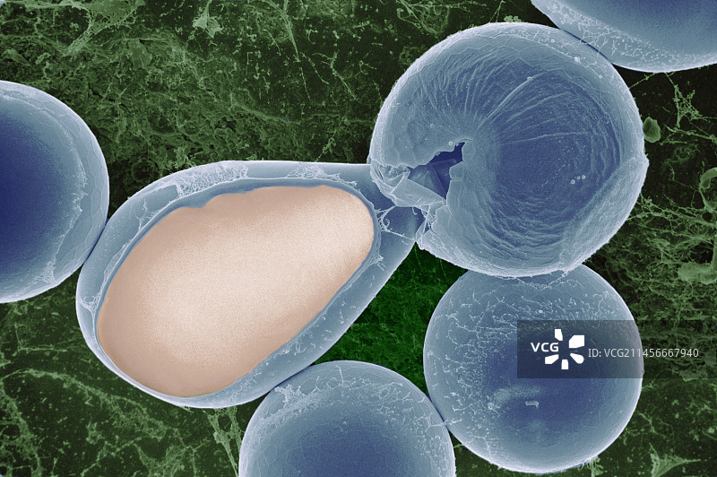 丰年虾的孵化囊肿图片素材