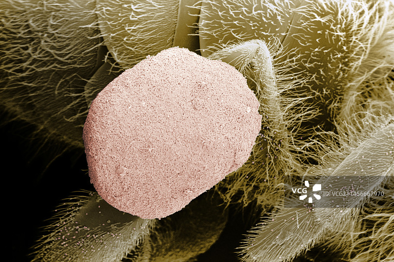 蜜蜂采集花粉图片素材