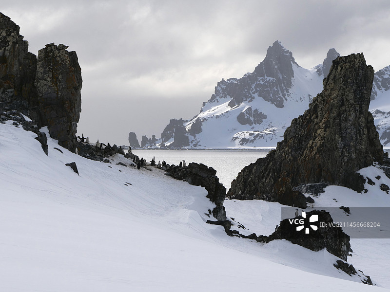 南极半月岛上的帽带企鹅群落图片素材