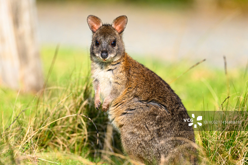 红颈小爪哇袋鼠图片素材
