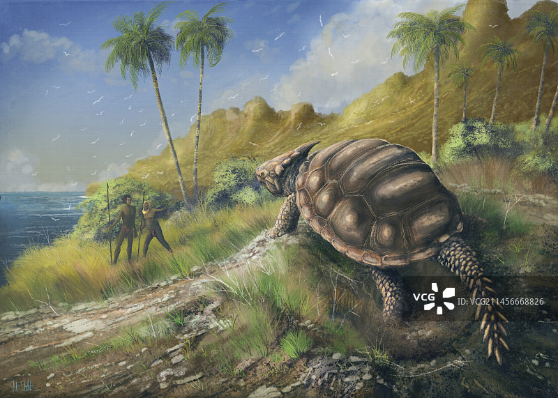 矮角龟插画图片素材