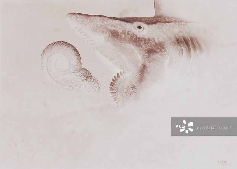 旋齿鲨插画图片素材