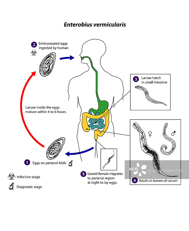人类蛲虫寄生虫生命周期图片素材