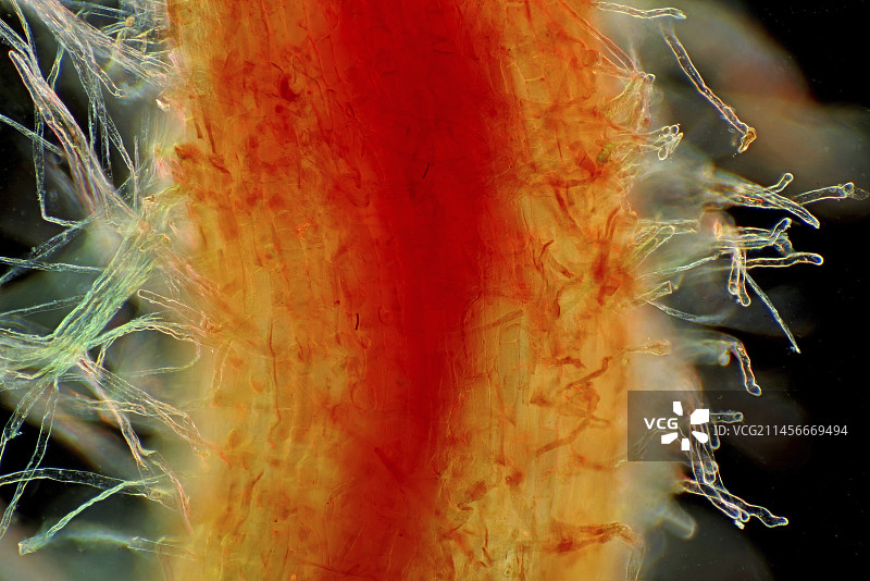 菊花根部浅显微照片图片素材