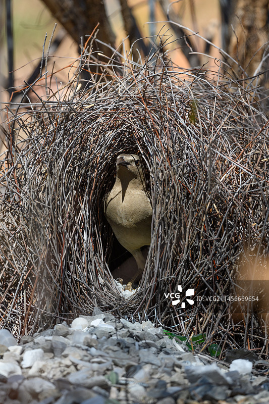 雄性大亭鸟在求偶亭图片素材