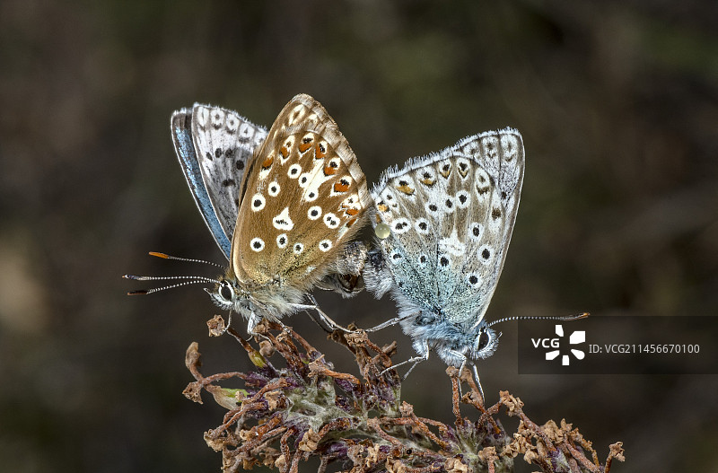 一对正在交配的白斑蝶图片素材