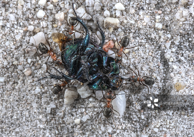 南方林蚁图片素材