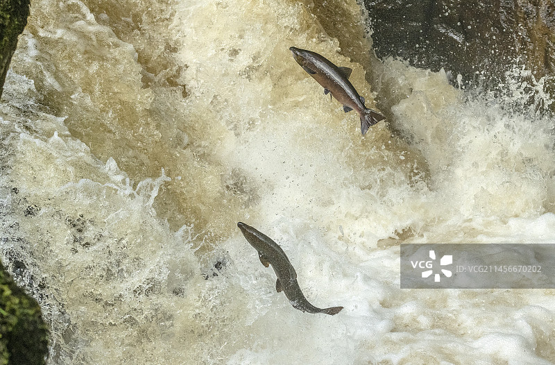 迁徙中的大西洋鲑鱼图片素材