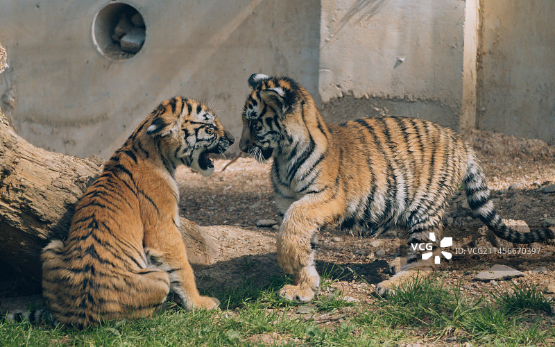 牡丹江横道河子东北虎林园里嬉戏的小老虎图片素材