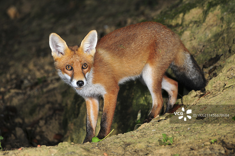 成年狐狸图片素材