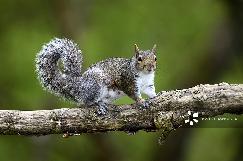 灰色的松鼠图片素材