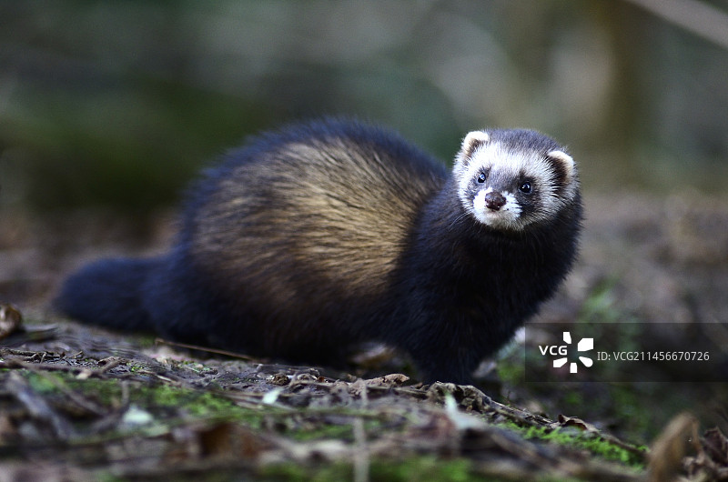 欧洲鼬图片素材