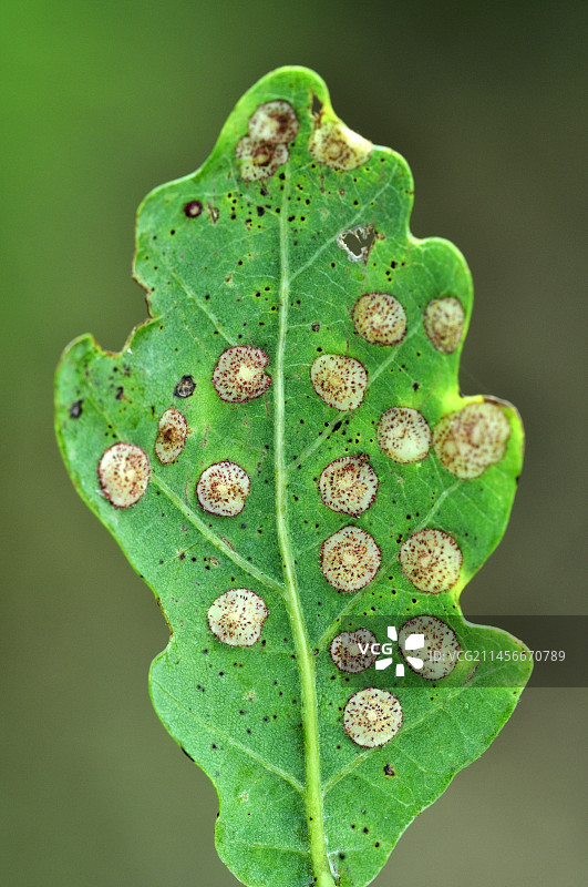 常见五倍子瘿图片素材