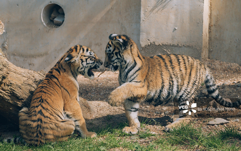 牡丹江横道河子东北虎林园里嬉戏的小老虎图片素材