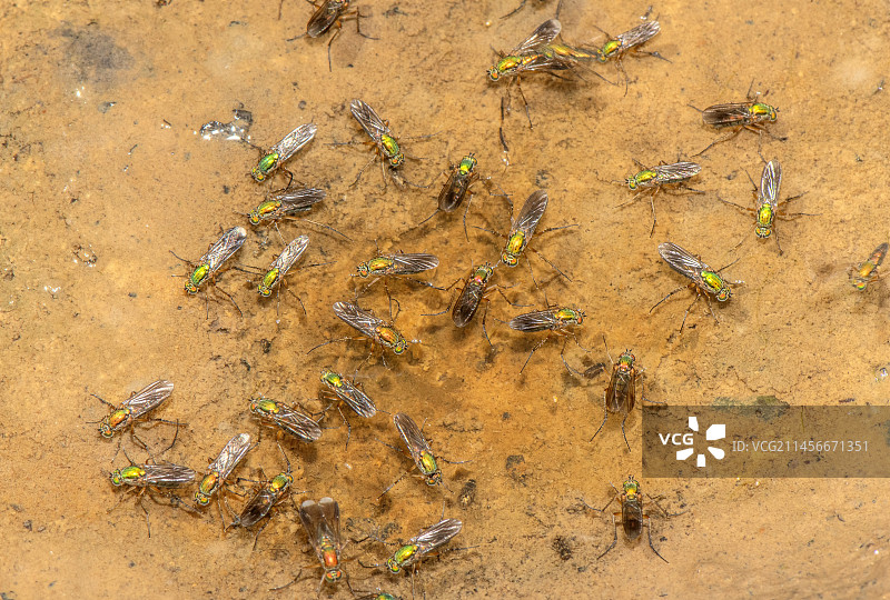 信号灯蝇图片素材