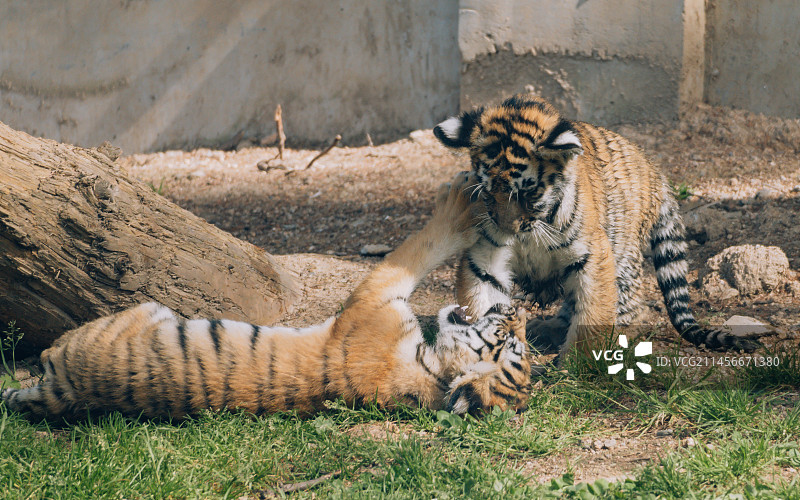 牡丹江横道河子东北虎林园里嬉戏的小老虎图片素材