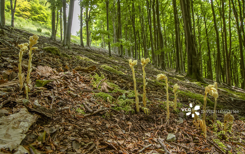 黄色鸟巢（水晶兰）图片素材