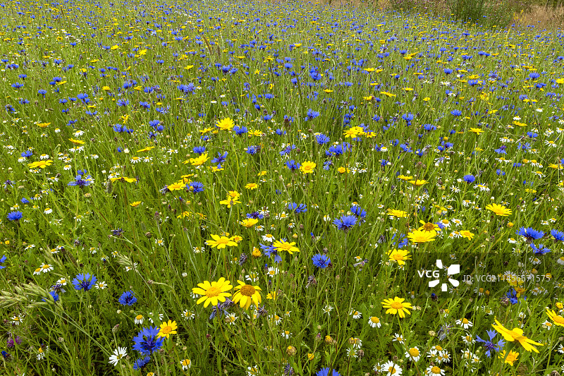 草地上的花图片素材