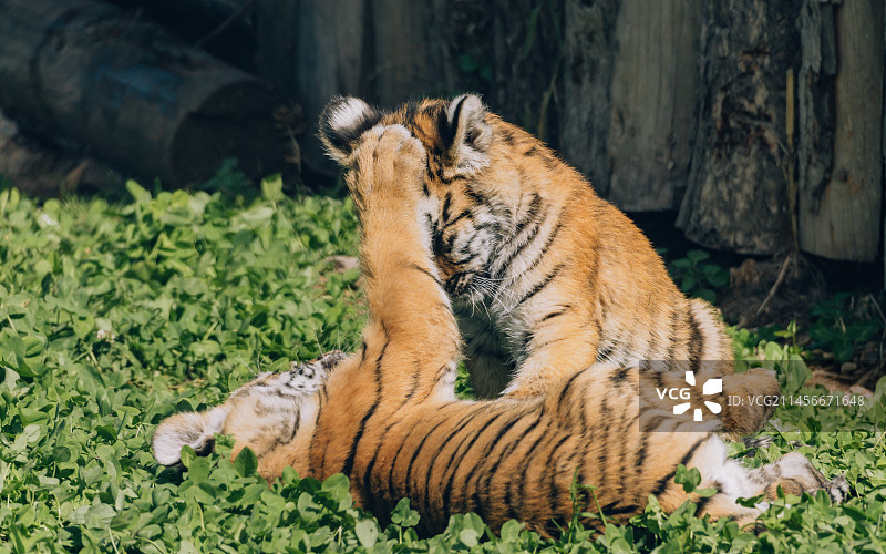牡丹江横道河子东北虎林园里嬉戏的小老虎图片素材
