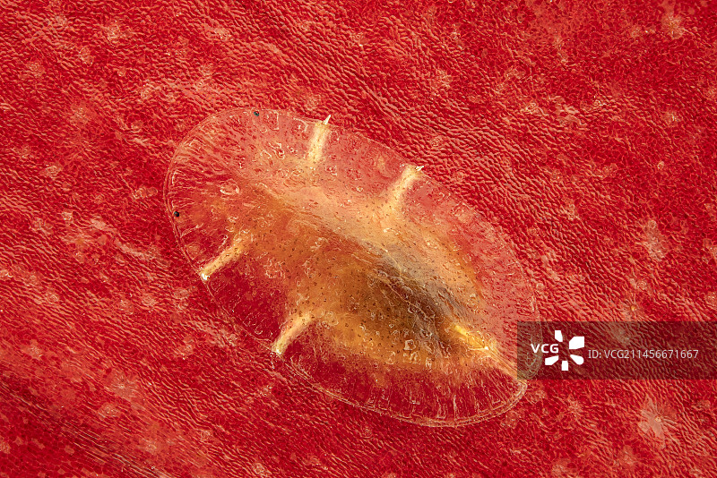 介壳虫显微照片图片素材