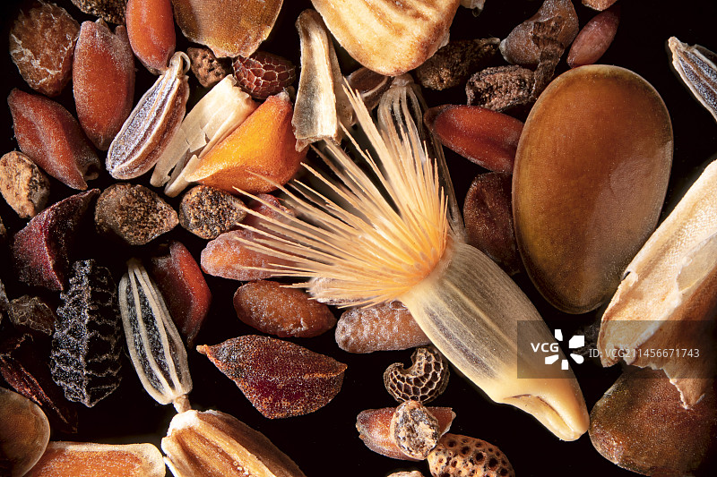 野花种子微距摄影图片素材