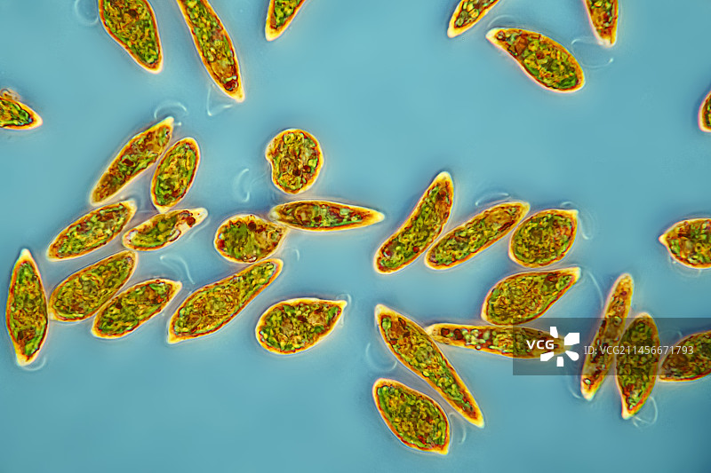 眼虫藻类图片素材