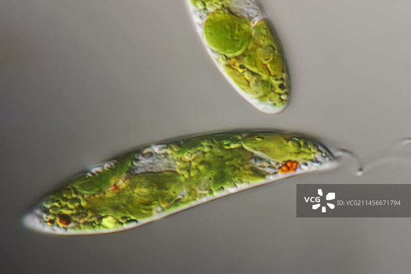 眼虫藻类图片素材