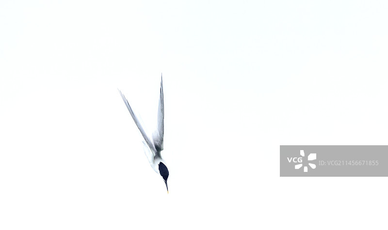 飞行中的白额燕鸥图片素材