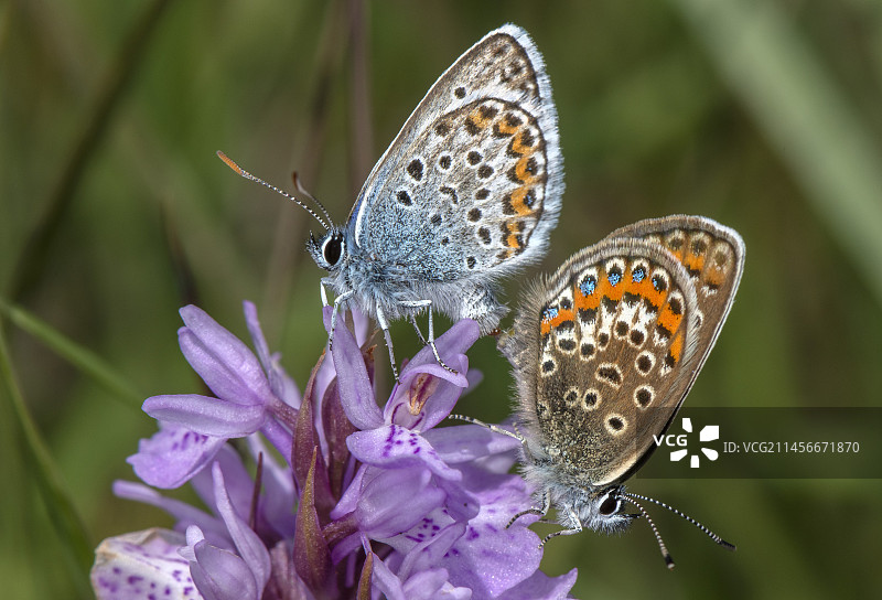 银纹蓝蝴蝶交配图片素材