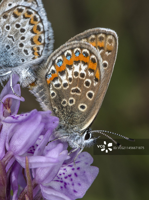银纹蓝蝴蝶交配图片素材