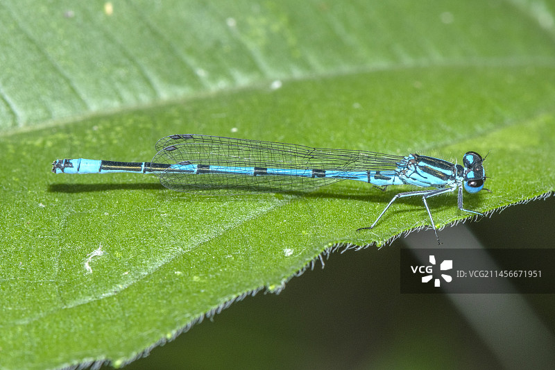 雄性豆娘图片素材