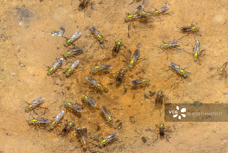 信号灯蝇图片素材