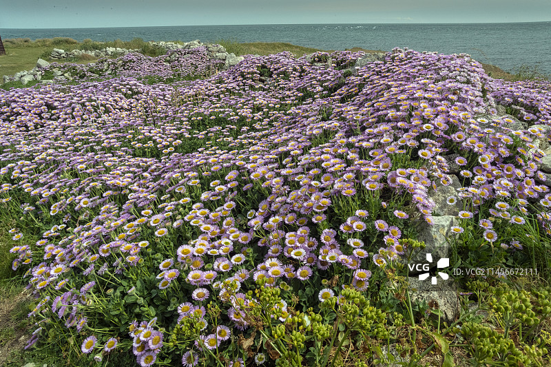 海滨雏菊图片素材
