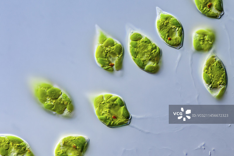 眼虫属，LM图片素材