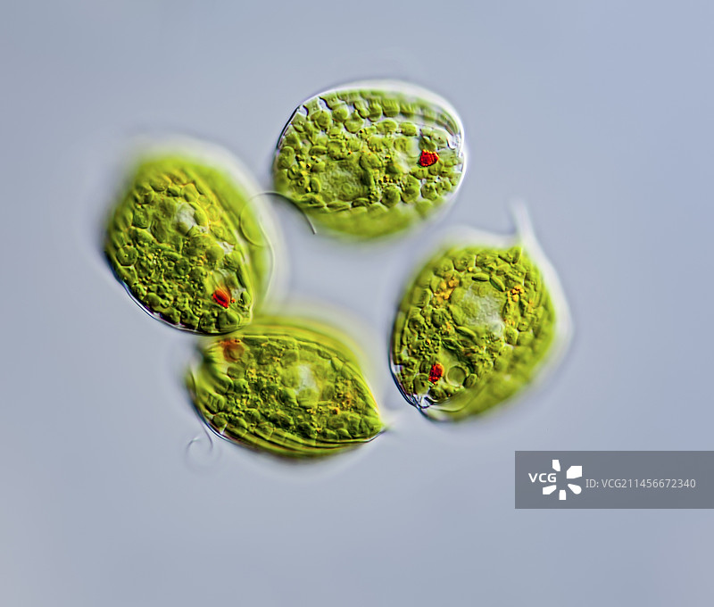 圆眼虫，LM图片素材