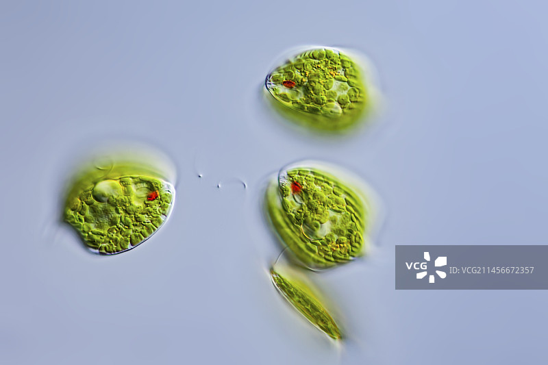 圆眼虫，LM图片素材